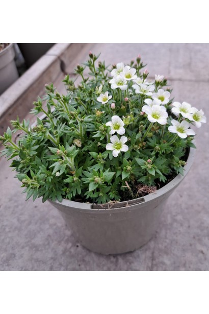 Камнеломка Ice Colors Pearl White саженцы